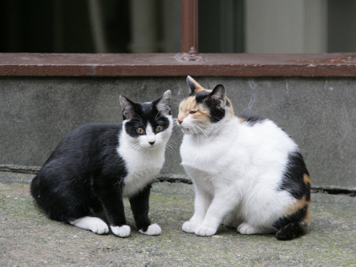 361540 (a): :1600x1200